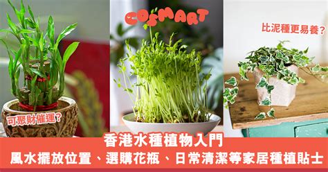 水種植物風水2023|家居風水擺設｜2023年房間及辦公室植物+佈局 催財運 